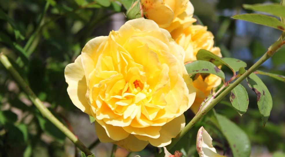 Open Garden Hospiscare
