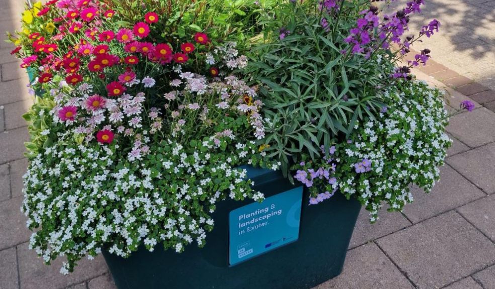 Planters on Sidwell Street organised by InExeter