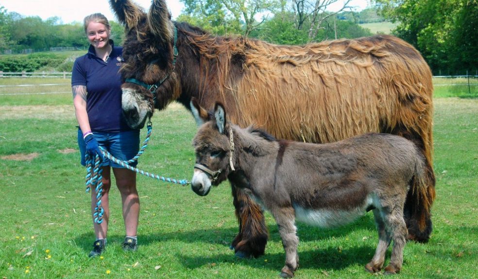 Poitou and Miniature donkeys - The Donkey Sanctuary