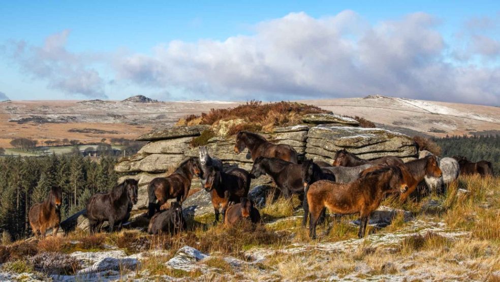 The Bellever herd