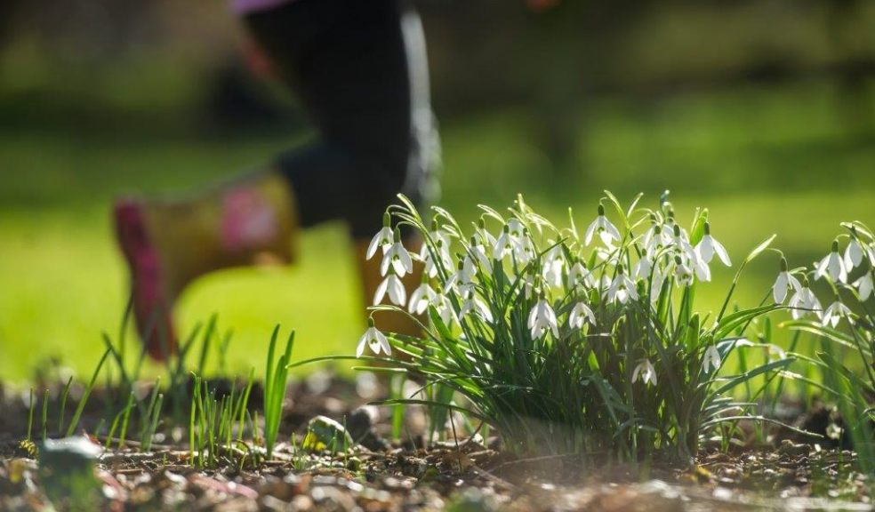 Child in wellys walks past snowdrops