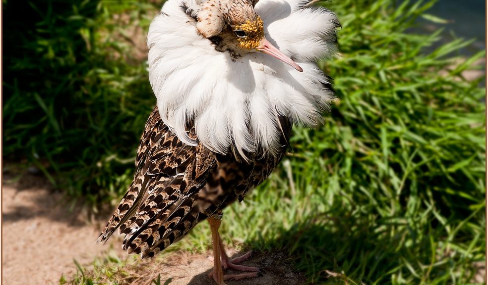 Ruff play at Living Coasts