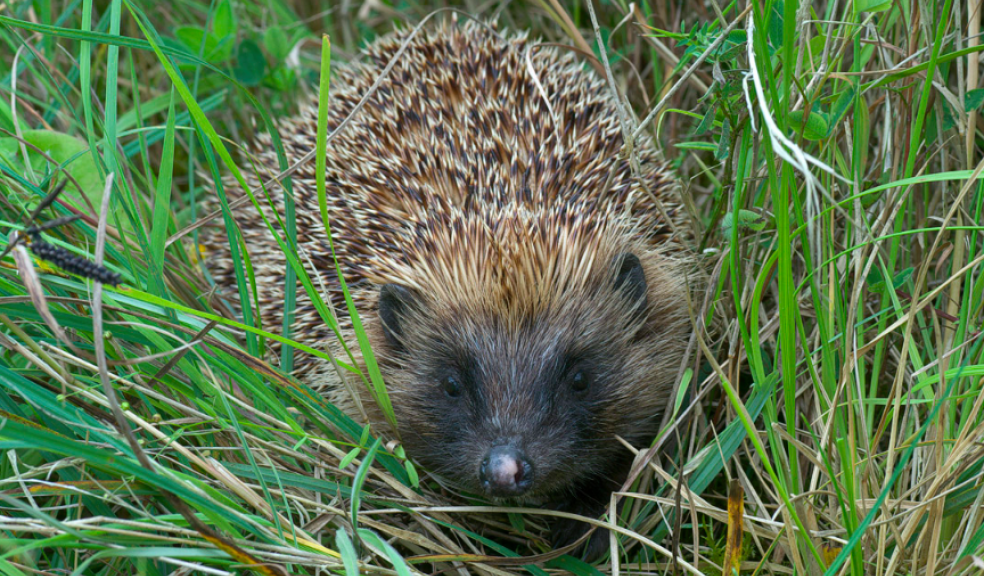 Photo: North East Wildlife