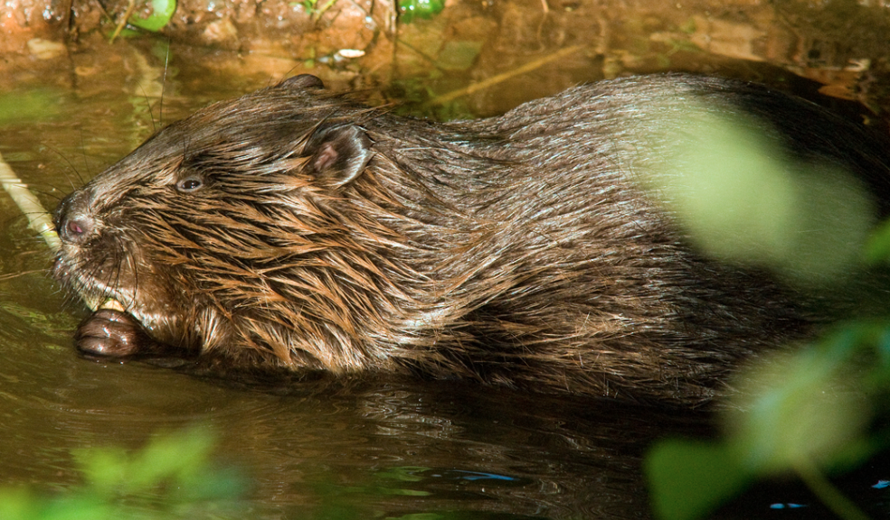 European beaver. Photo: Ben Lee.