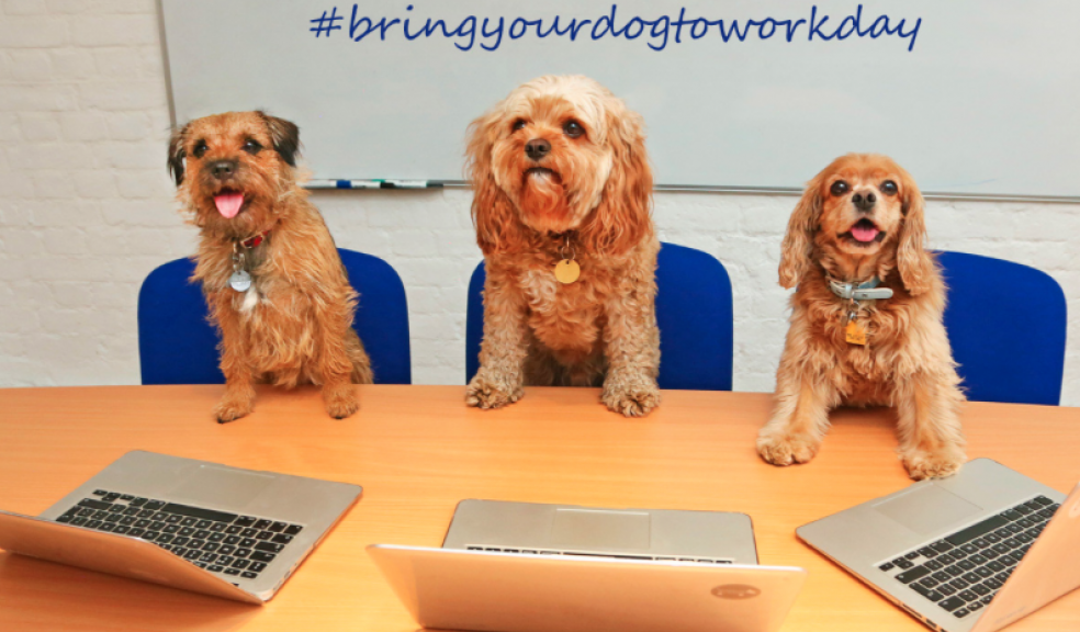 Whiskey, Charlie and Lady (left to right) from BorrowMyDoggy are all taking part in this year’s Bring Your Dog To Work Day. Photo: Paul Brown at epic-fotos.com).