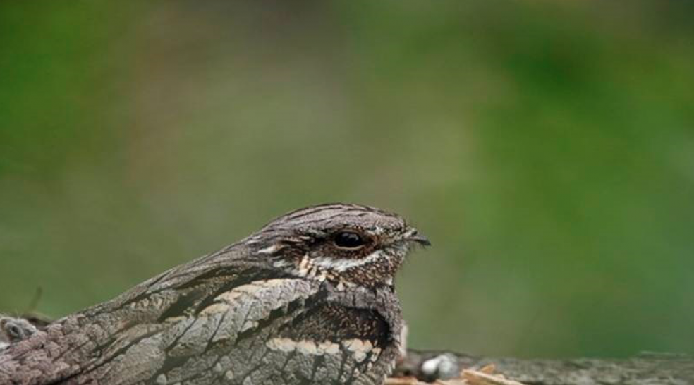 Nightjar. Photo: Andy Hay.