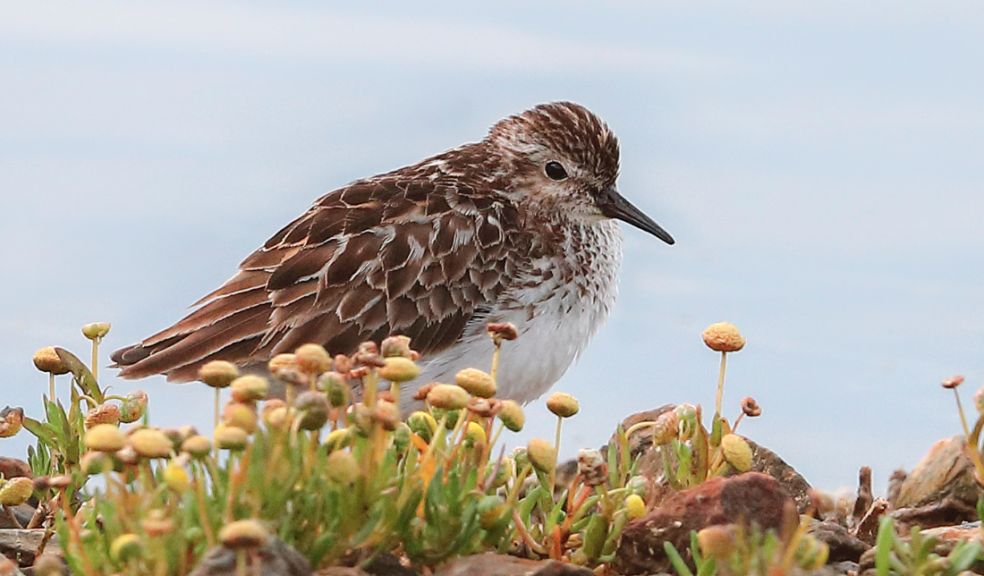 A Least Sandpiper. Photo: Tim White Photography.