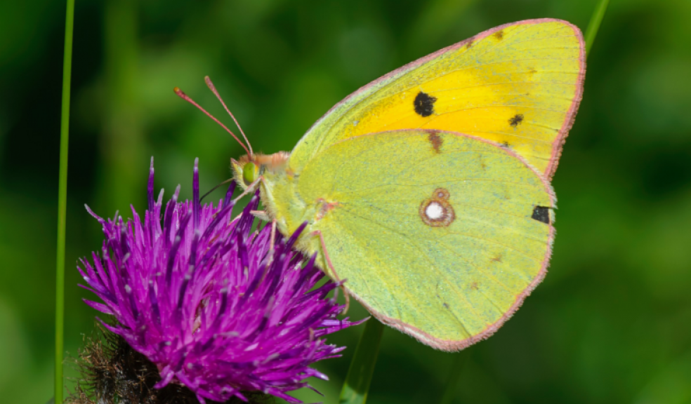 Could you help monitor wildlife specifies in East Devon? Photo: North East Wildlife.