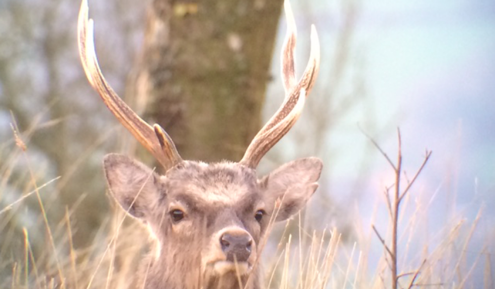 A Sika deer photographed at Trinity Hill Local Nature Reserve by Sue Murphy.