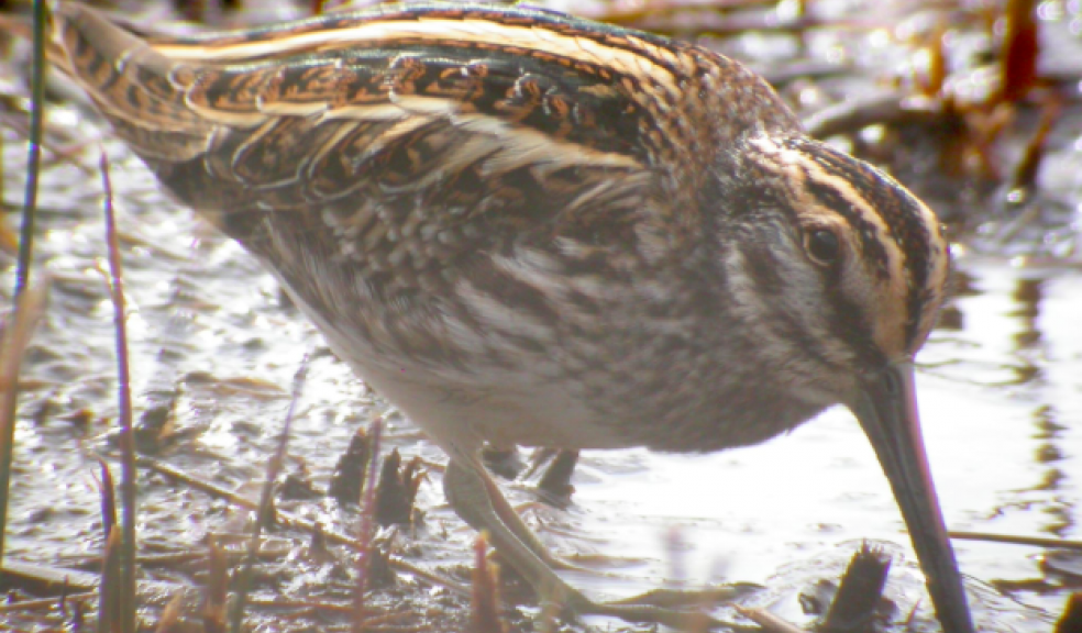 Jack snipe by Dave Appleton