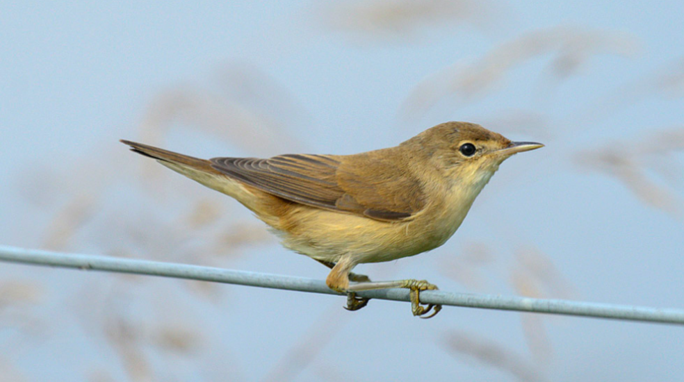 Photo: North East Wildlife