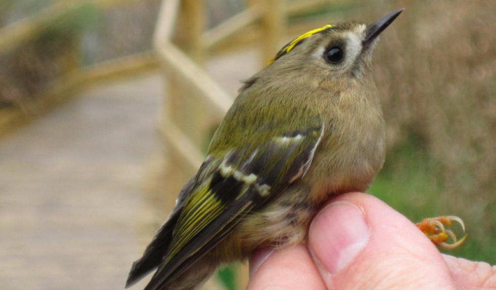 Close encounters of the bird kind takes place at Seaton Wetlands on Saturday 17 June.