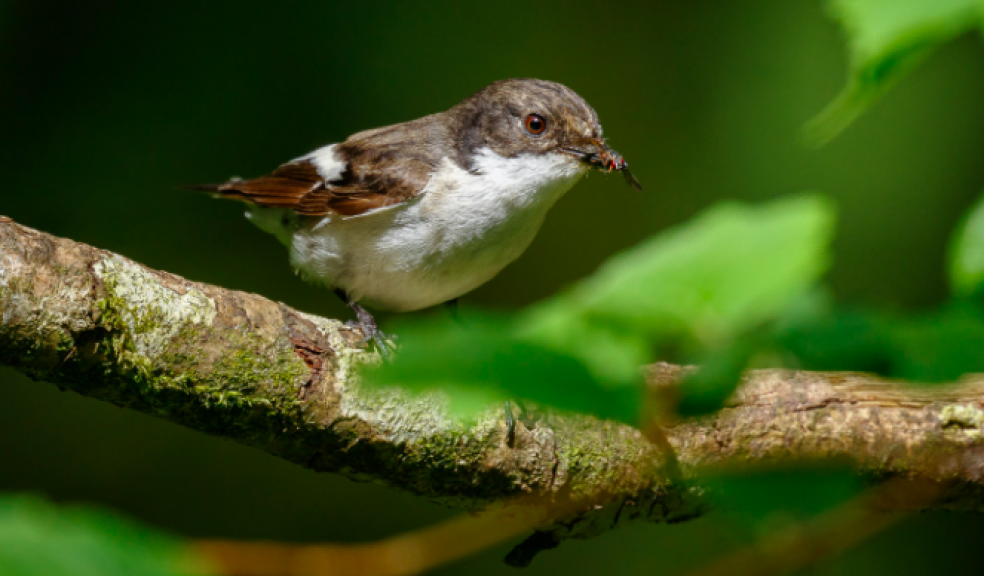 A rare pied flycatcher pictured by photographer Andy Brown at Lydford Gorge on Dartmoor. Photo: Andy Brown