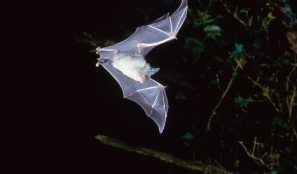 Discover the Countryside at night to celebrate International Bat Weekend. Image: Frank Greenaway.