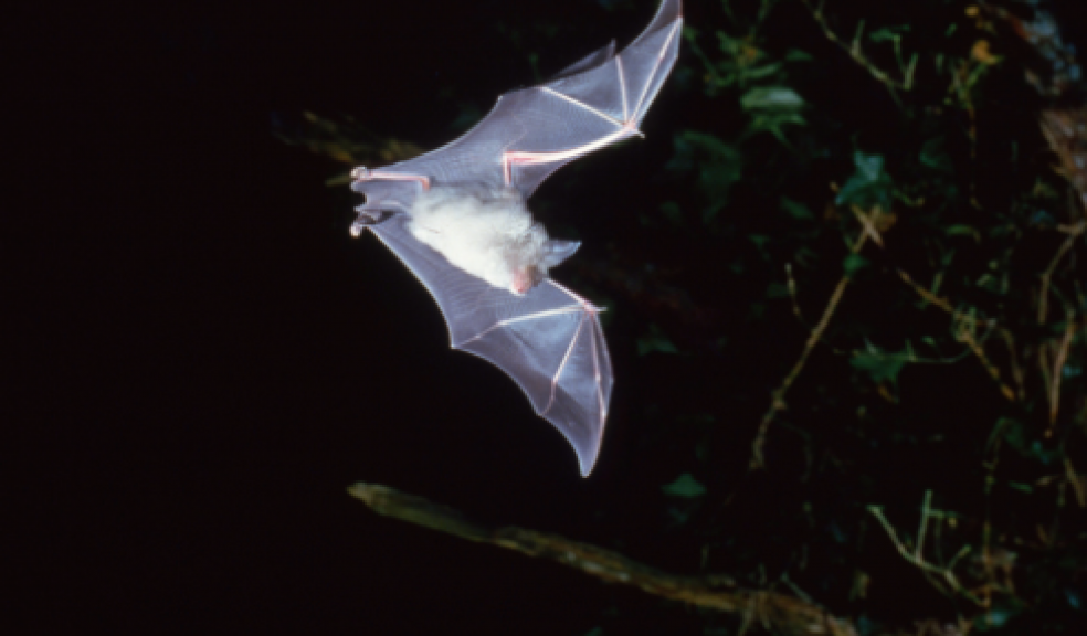 Greater horseshoe bat in flight. Photo: Frank Greenaway