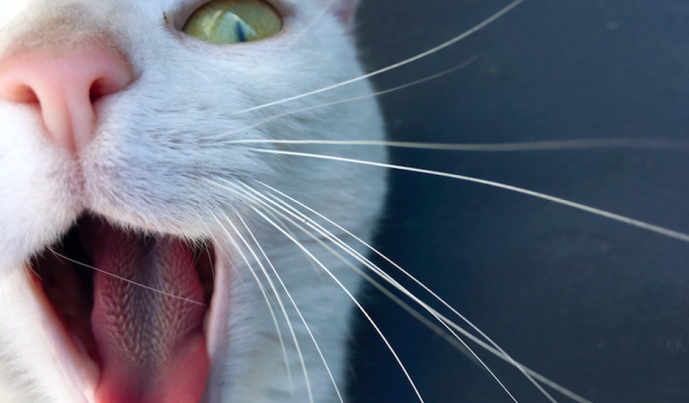 Marlon Darragh’s photo of his cat
