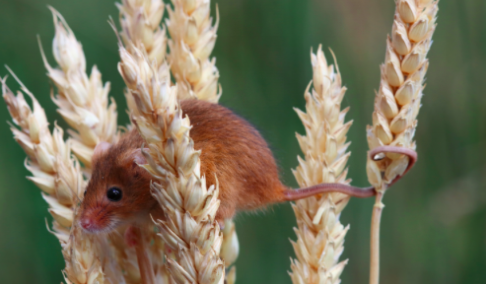 Harvest Mouse