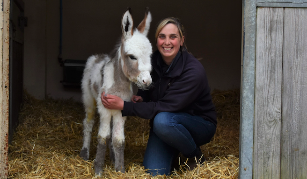 New born donkey foal. Photo: The Donkey Sanctuary.