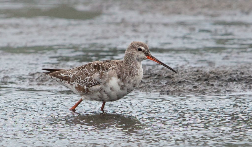 Spotted Redshank by Tim White