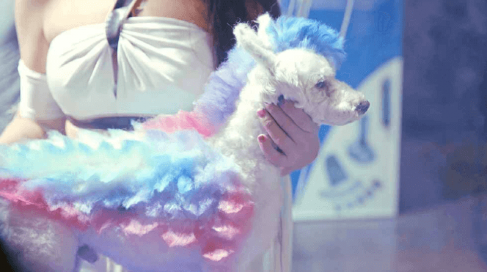 Heaven of Animals