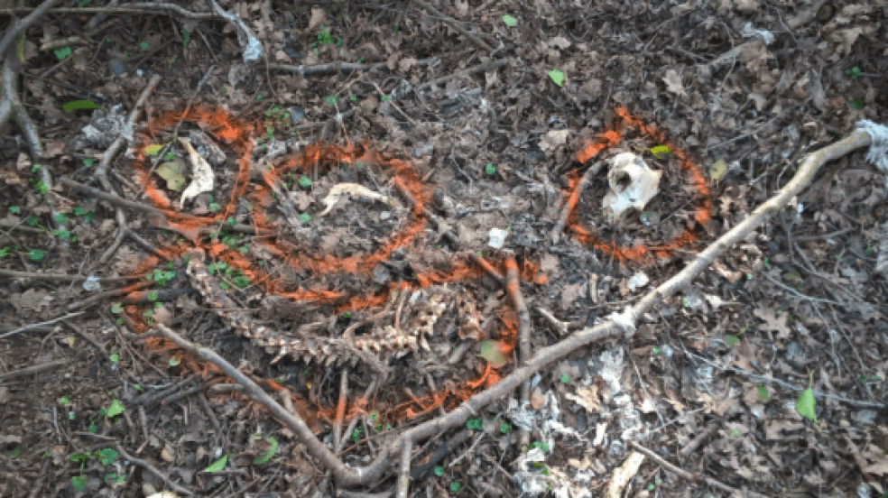Animal remains found at Mr Dolley's farm