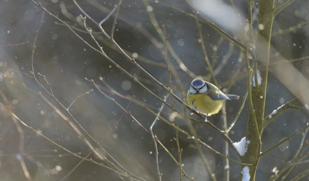 Blue tit by Ben Andrew