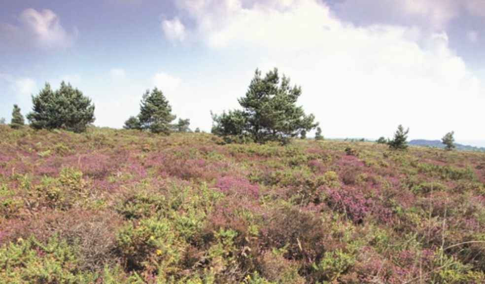 Photo credit: RSPB Aylesbeare nature reserve by Andy Hay (rspb-images.com)