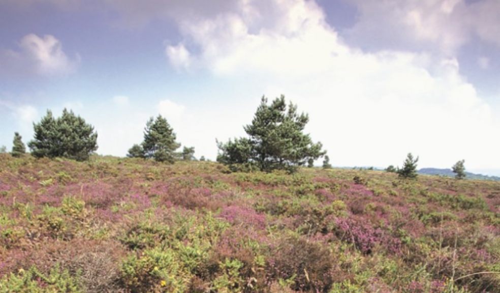 Photo: RSPB Aylesbeare nature reserve by Andy Hay (rspb-images.com)