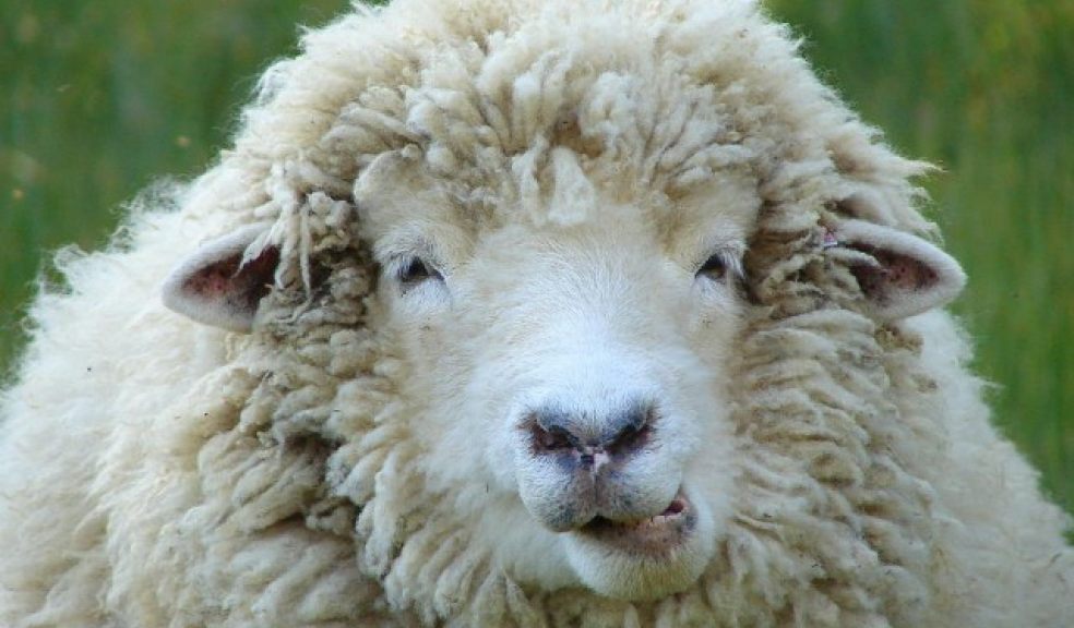 Wool