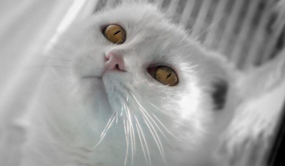 Snowy