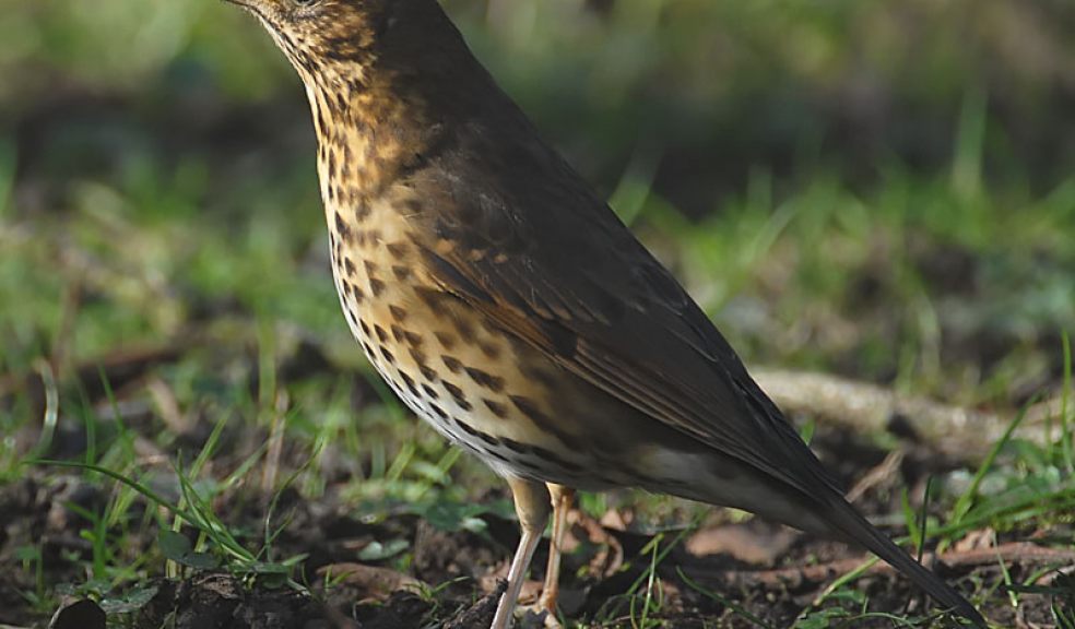 Song thrush