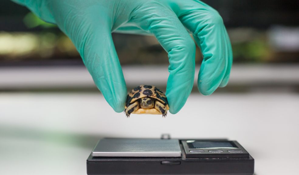Zoo’s UK spider tortoise first