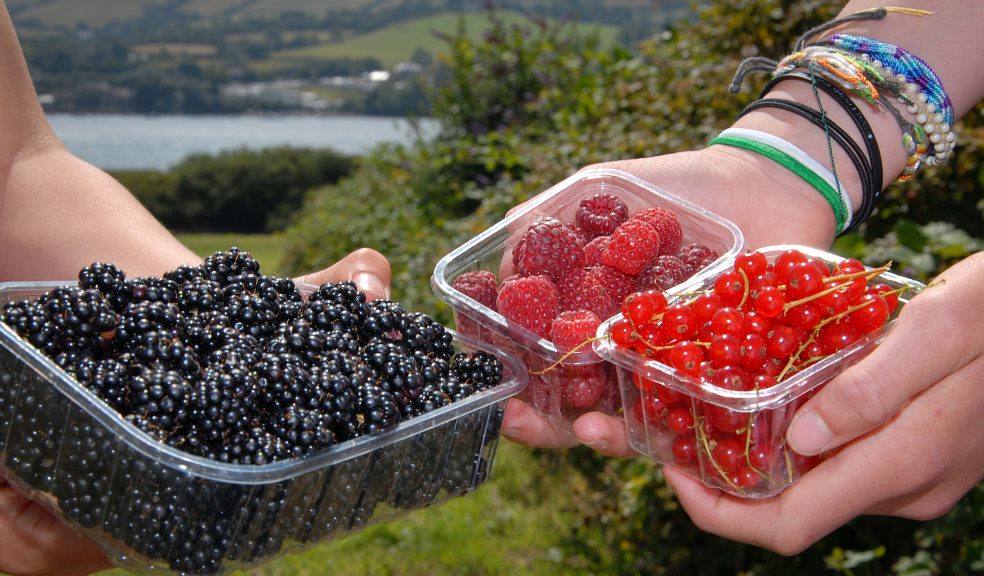 Taste of the Teign - fruit picked from the fields above the Teign Estuary