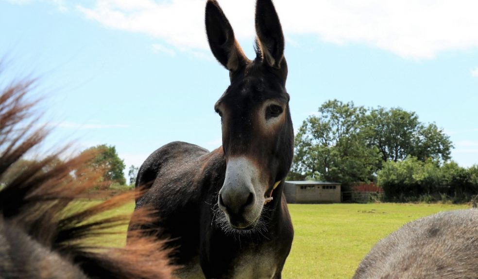 Virtual donkey day out on Easter Sunday