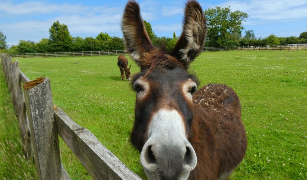 May opening for The Donkey Sanctuary Sidmouth May opening for The Donkey Sanctuary Sidmouth