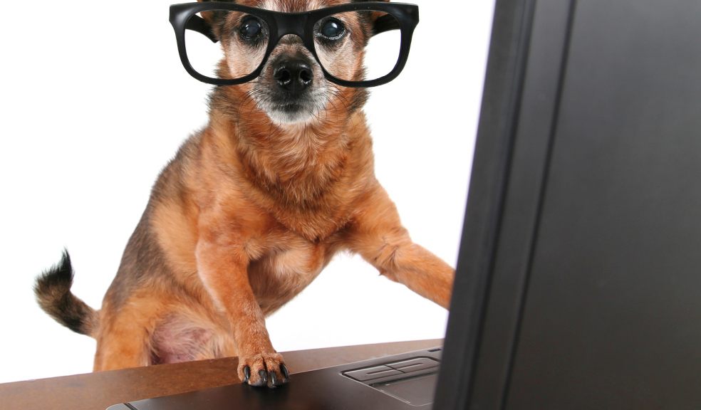 Pooch Power!!