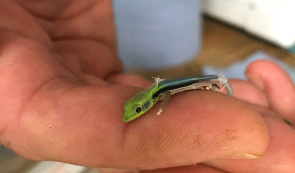The juvenile yellow-headed day gecko is no larger than a fingertip