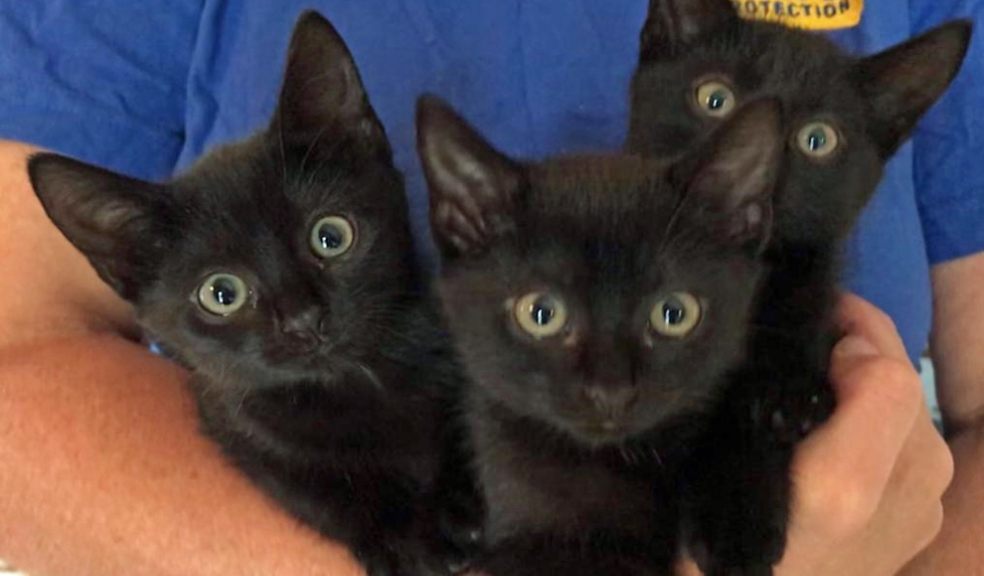 The kittens being held by volunteer. Image: Cats Protection.