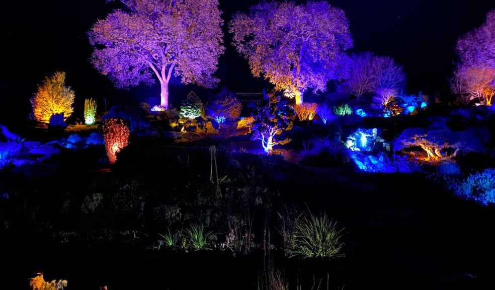 Trees lit up with festive illuminations in Sidmouth