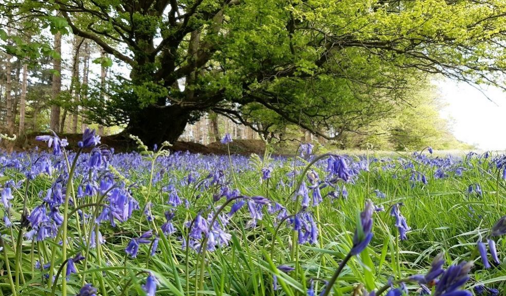 A field of bluebells with a large beech tree in the background