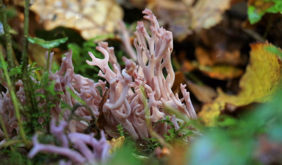 Violet Coral fungus in Paccombe Woods - The Donkey Sanctuary.