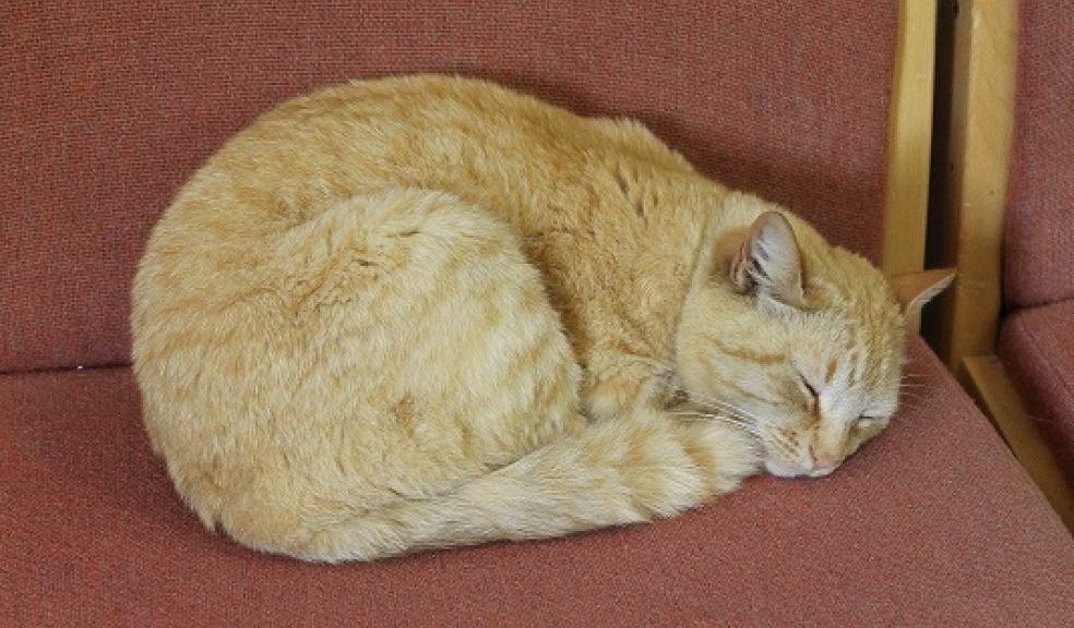 Boris used to snuggle on office chairs in the Hospiscare ward office