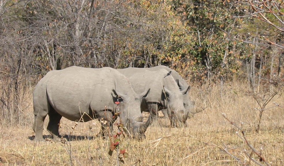 Watching over the chubby unicorns of Zimbabwe