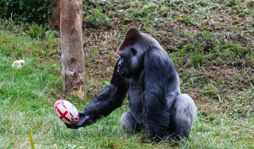 Zoo gorilla plays ball