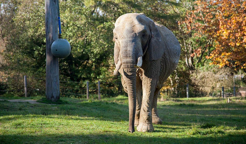 Zoo plans Duchess memorial