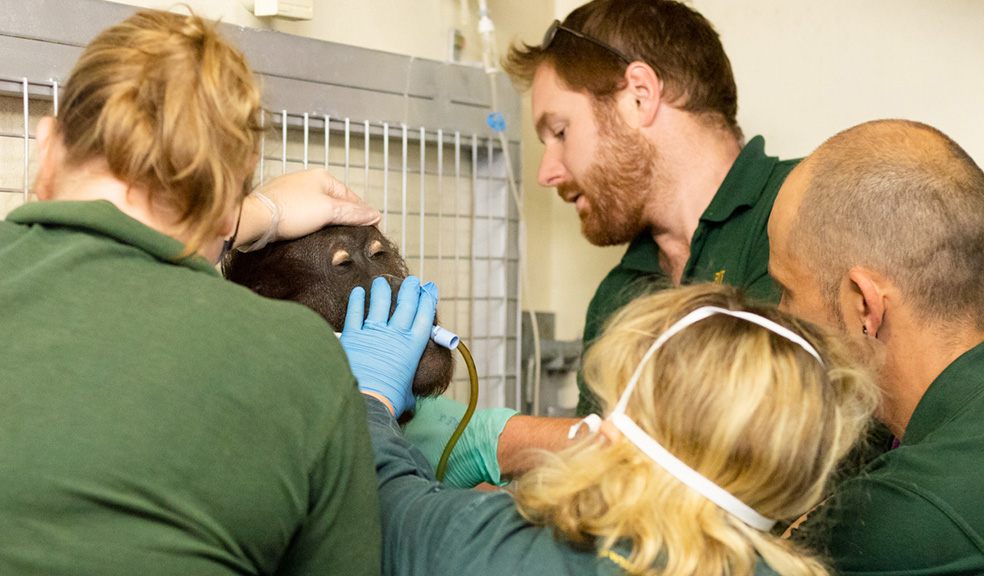 Zoo staff save sick orang utan