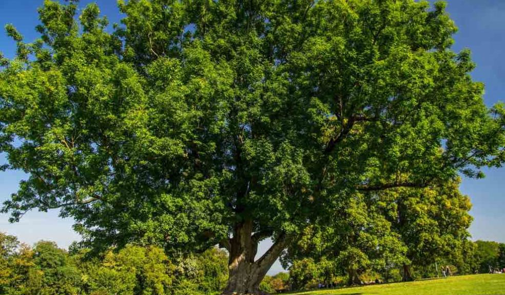 Ash, tree, Devon