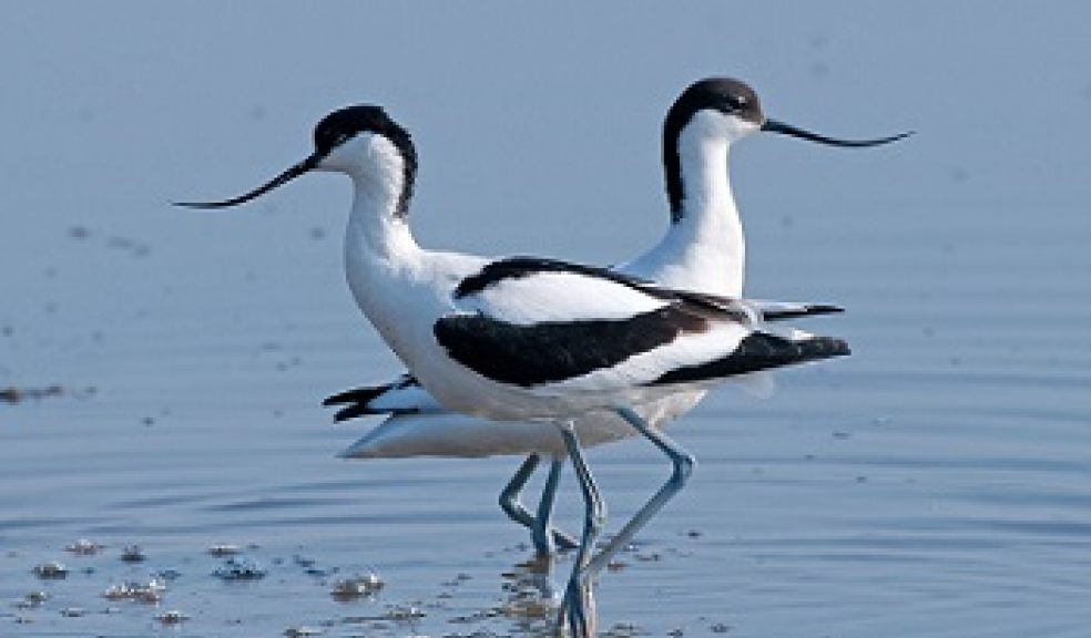 avocet cruises exe estuary