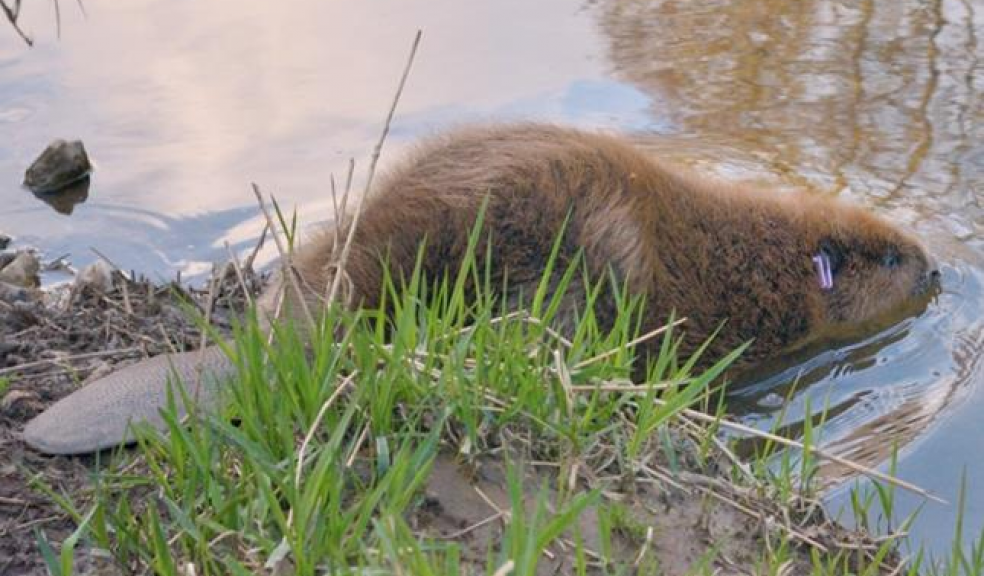 Photo courtesy of Nick Upton, naturepl.com