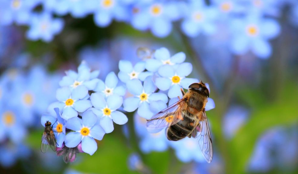 Bee resting on a flower